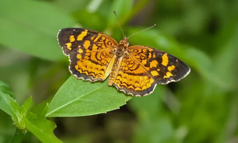 Antillean Crescent (Anthanassa frisia)