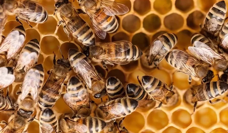 Bees, Beekeeping, Apiculture