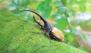 Bèt Gran (Hercules Beetle)