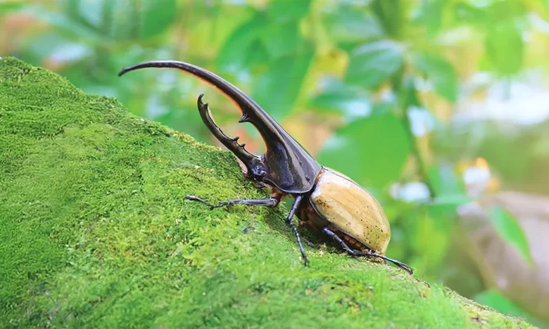 Bèt Gran (Hercules Beetle)