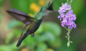 Foufou, Tikyap, Lamouchè (Antillean Crested Hummingbird)