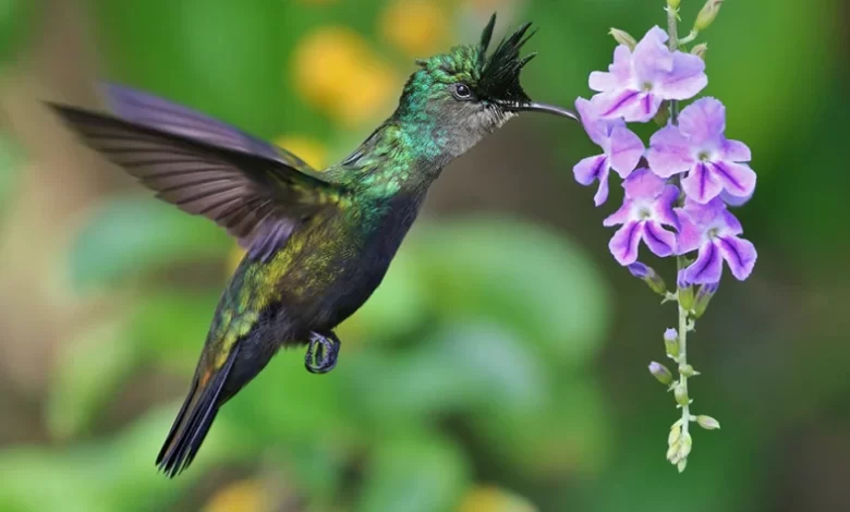 Foufou, Tikyap, Lamouchè (Antillean Crested Hummingbird)