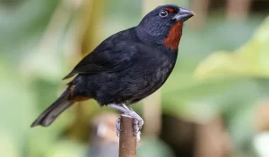 Mwèsion, Pennwè (Lesser Antillean Bullfinch)