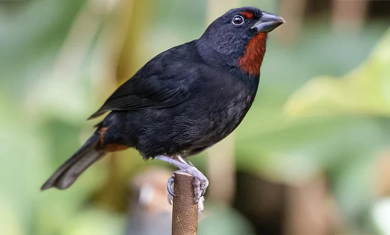 Mwèsion, Pennwè (Lesser Antillean Bullfinch)