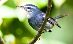 Pappa, Chik-i-lik (Plumbeous Warbler)