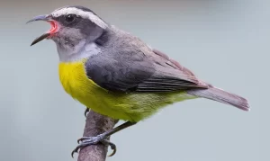 Sikiyé (Bananaquit