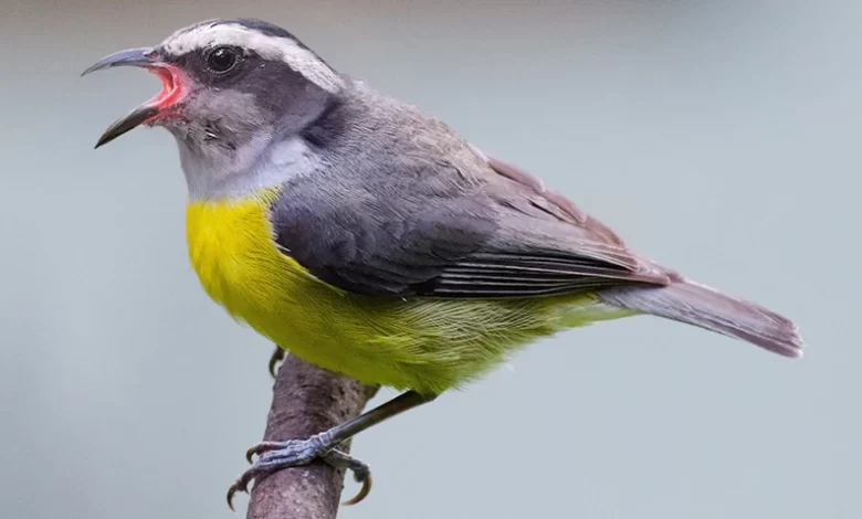 Sikiyé (Bananaquit