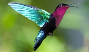 Foufou Madè, Fal-wouj (Purple-throated Carib)