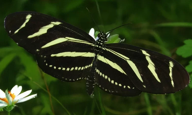 Papillon Zébré (Zebra Longwing)