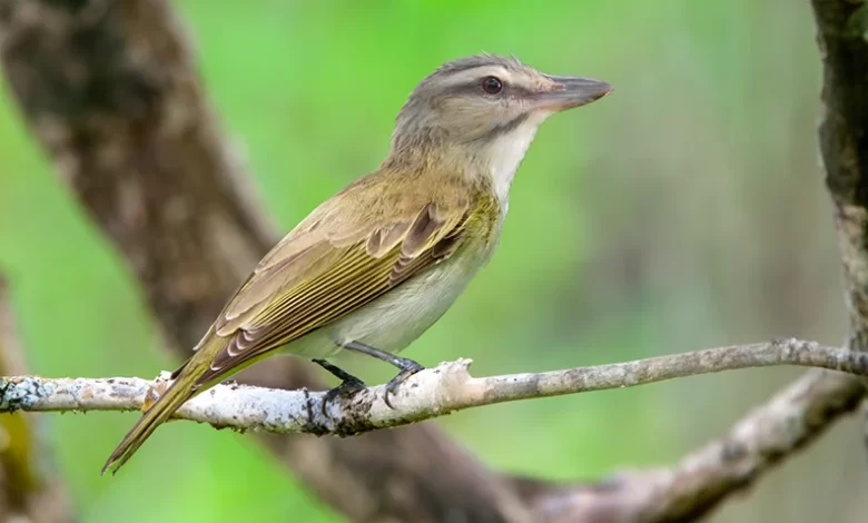 Chwek (Black-whiskered Vireo)