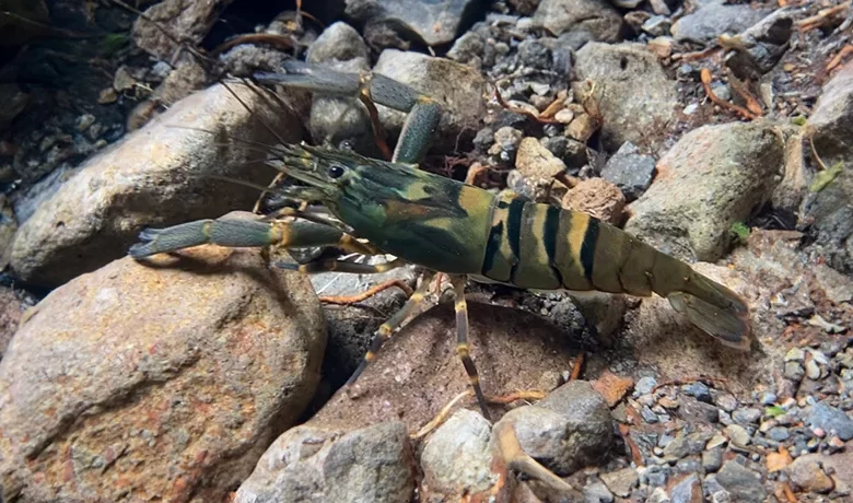 Macrobrachium Crayfish