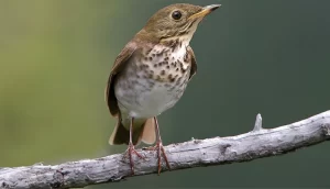 Mòwi, Gwiv-a-liné (Forest Thrush)