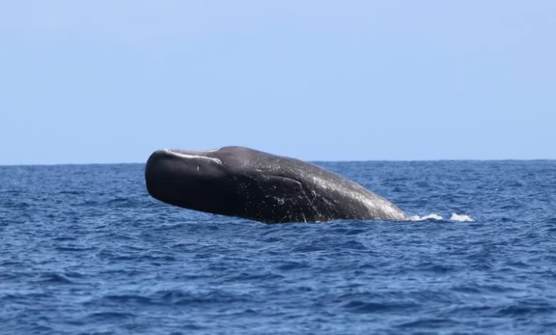 Dominica Sperm Whale Project (DSWP)