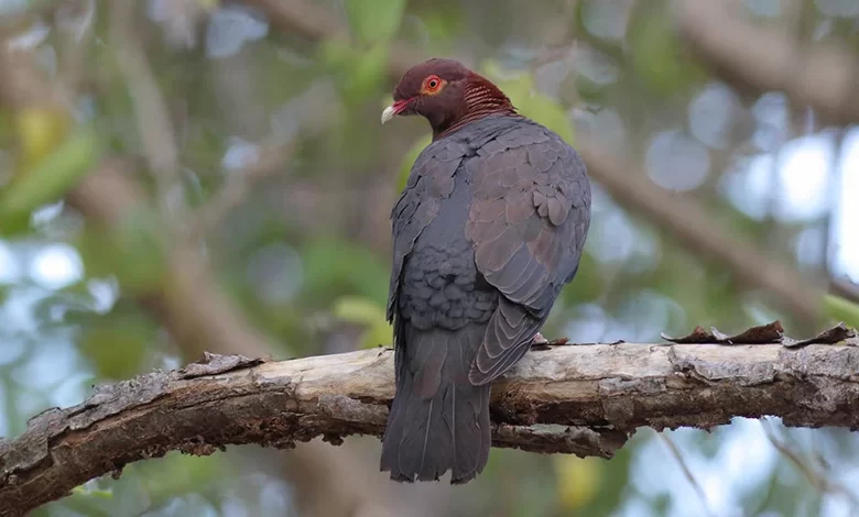 Wamye Scaly Naped Pigeon