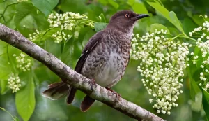 Gwiv (Scaly-breasted Thrasher)