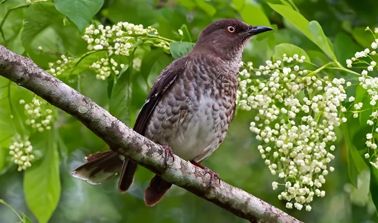 Gwiv (Scaly-breasted Thrasher)