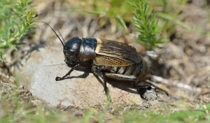 Field Cricket (Gryllus campestris)