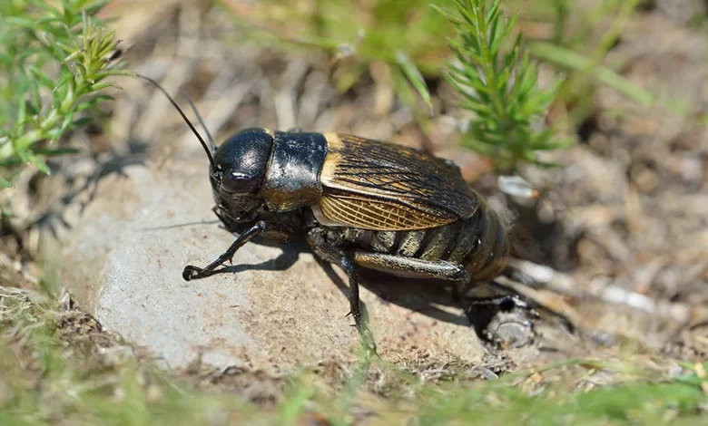 Field Cricket (Gryllus campestris)