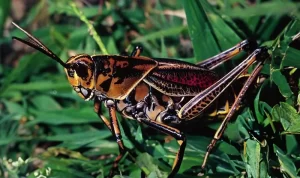 Lubber Grasshopper (Romalea microptera)