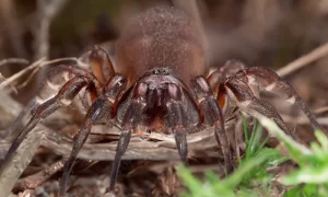 Trapdoor Spider (Ctenizidae)