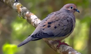 Pédwi (Rudy Quail Dove)