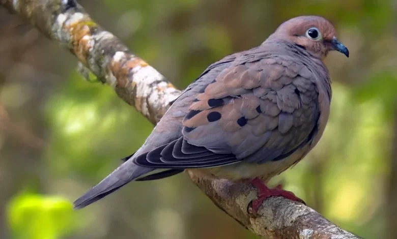 Pédwi (Rudy Quail Dove)