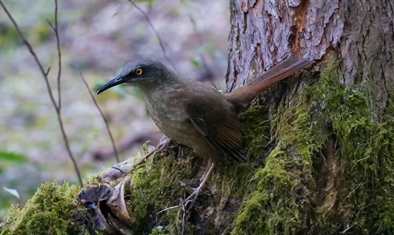 Twanblè (Trembler)