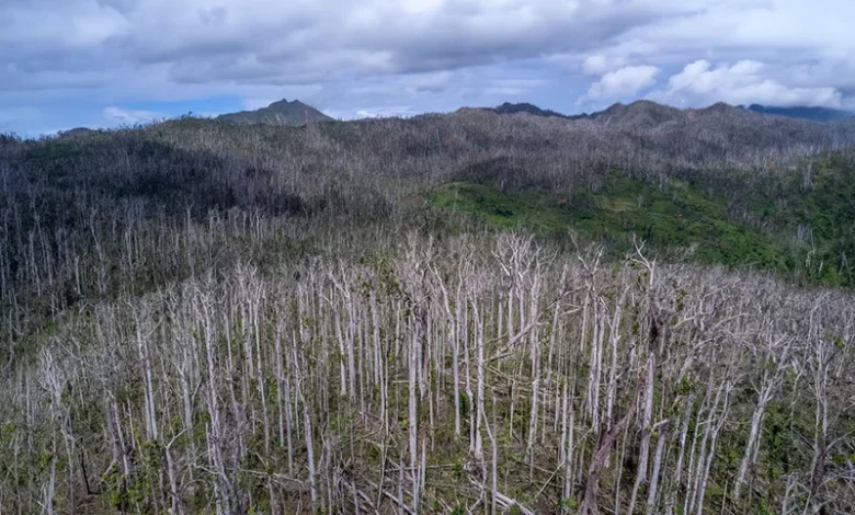 Post Hurricane Maria in Dominca's Forest