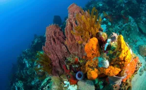 Coral Reef Dominica Scotts Head