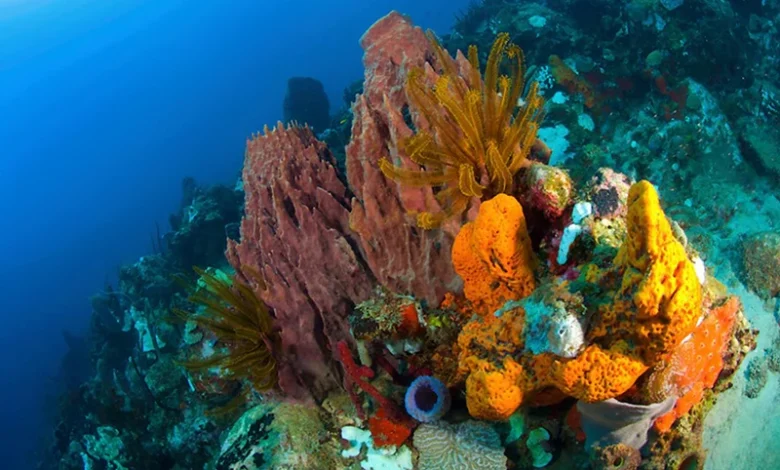 Coral Reef Dominica Scotts Head