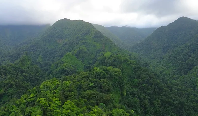 Mountain Rainforests in Dominica