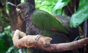 National Bird of Dominica