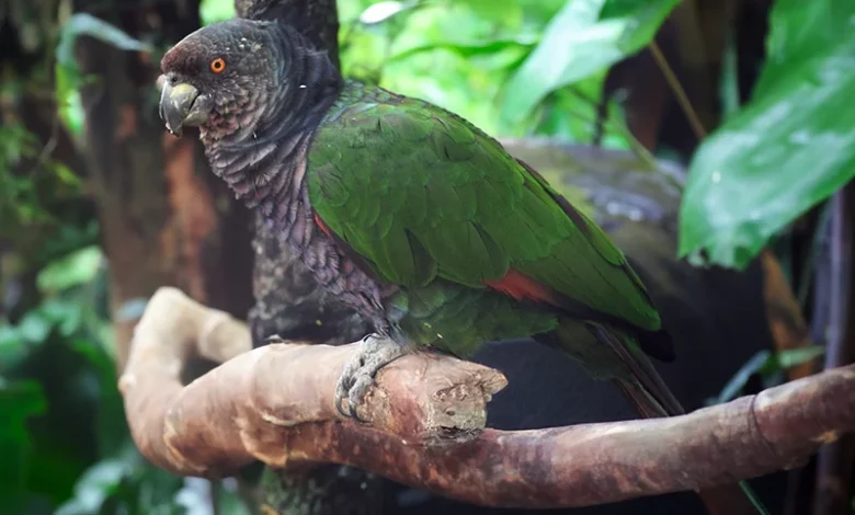 National Bird of Dominica