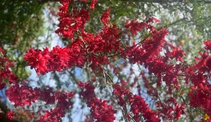 National Flower of Dominica