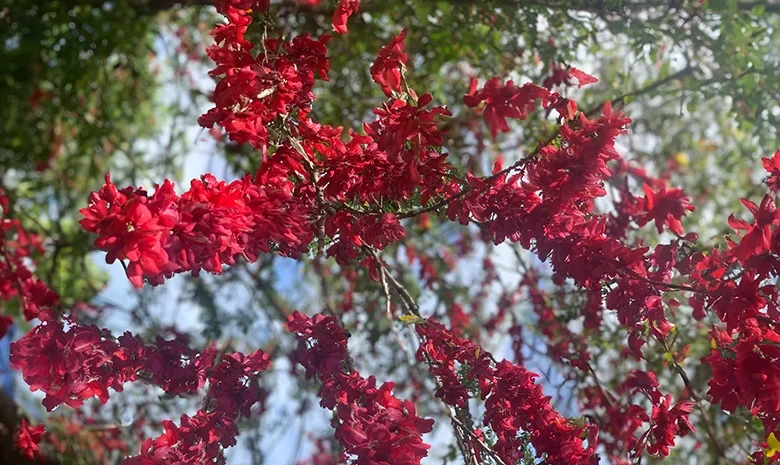 National Flower of Dominica