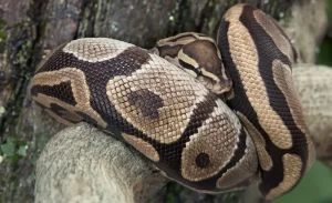 Tete-Chien (Boa Constrictor)