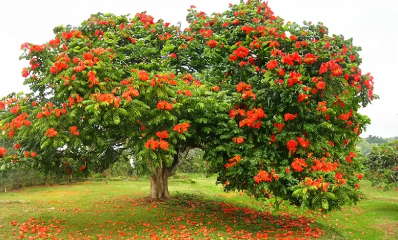 African Tulip Tree