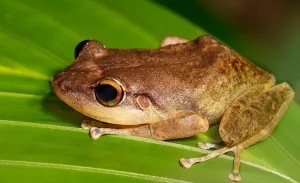 Dominican Coqui Frog