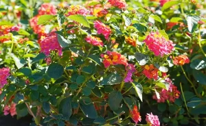 Lantana Camara