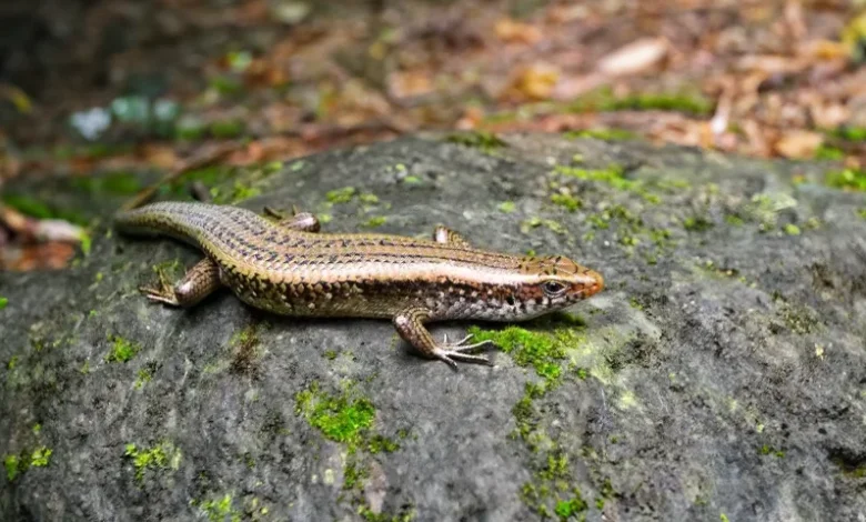 Mabuya/Mabouya - Dominican Skink (Mabuya Dominicana)