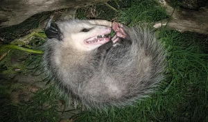 Manicou - Opossum