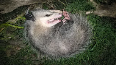 Manicou - Opossum