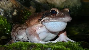 Mountain Chicken - Crapaud