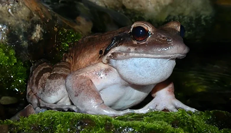 Mountain Chicken - Crapaud