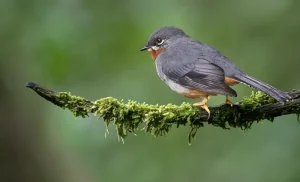 Rufous-throated Solitaire