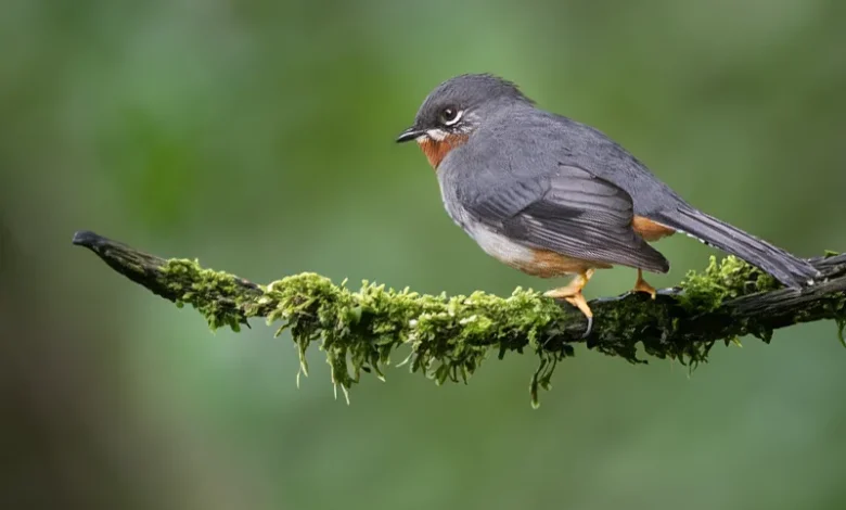 Rufous-throated Solitaire