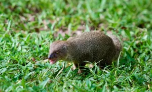 Small Indian Mongoose