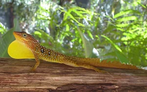 Zandoli (Dominican Anole)