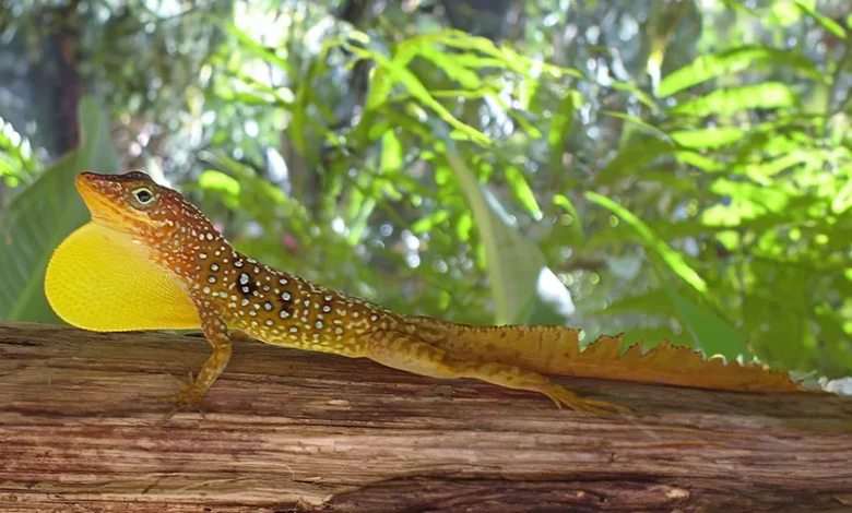 Zandoli (Dominican Anole)