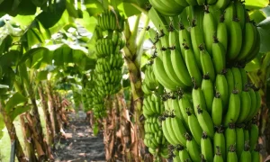 Banana Farm